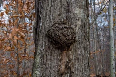 SpringwaterConservation, Nov. 15, 2014