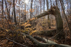 SpringwaterConservation, Nov. 15, 2014