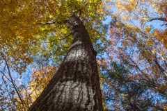 SpringwaterConservation, Nov. 06, 2016