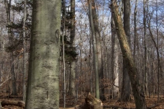 SpringwaterConservation, Nov. 15, 2014