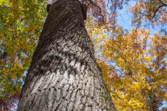 SpringwaterConservation, Nov. 06, 2016