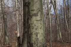 SpringwaterConservation, Nov. 15, 2014
