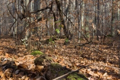 SpringwaterConservation, Nov. 15, 2014