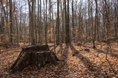 SpringwaterConservation, Nov. 15, 2014
