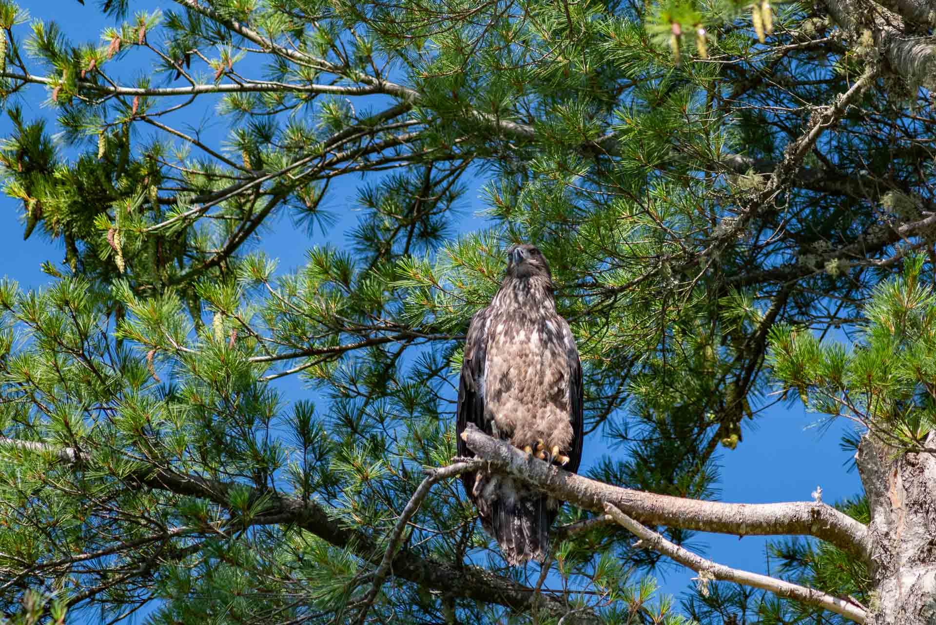 Eaglet