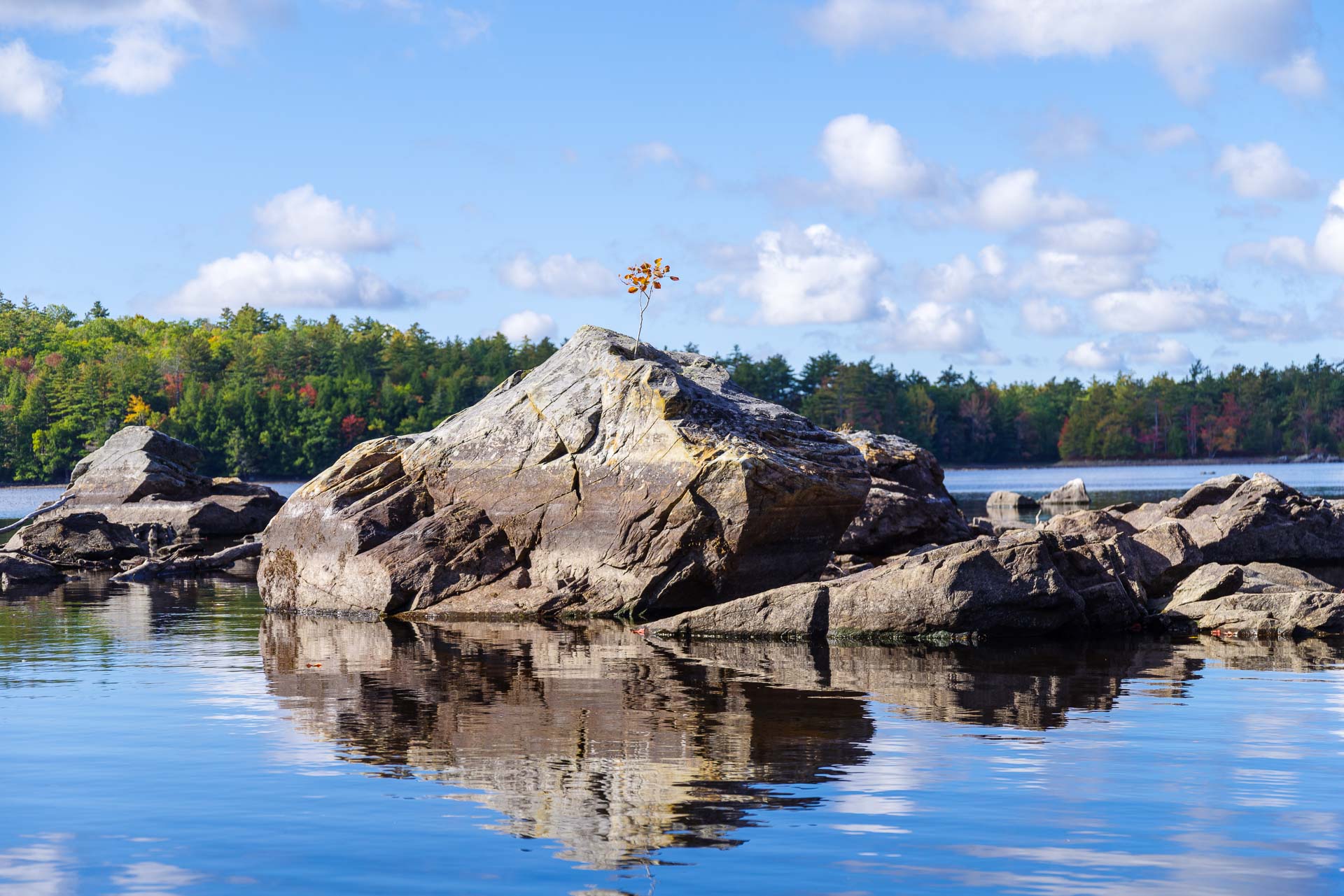 Detrermined to grow.